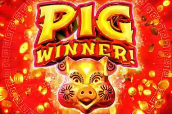 pig-winner